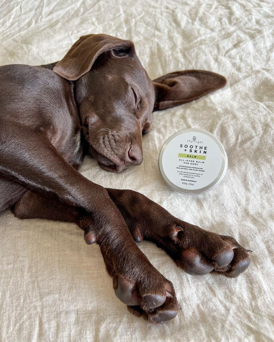 All Natural Skin Balm for Dogs, Vet-formulated, Made in Australia by Shy Tiger