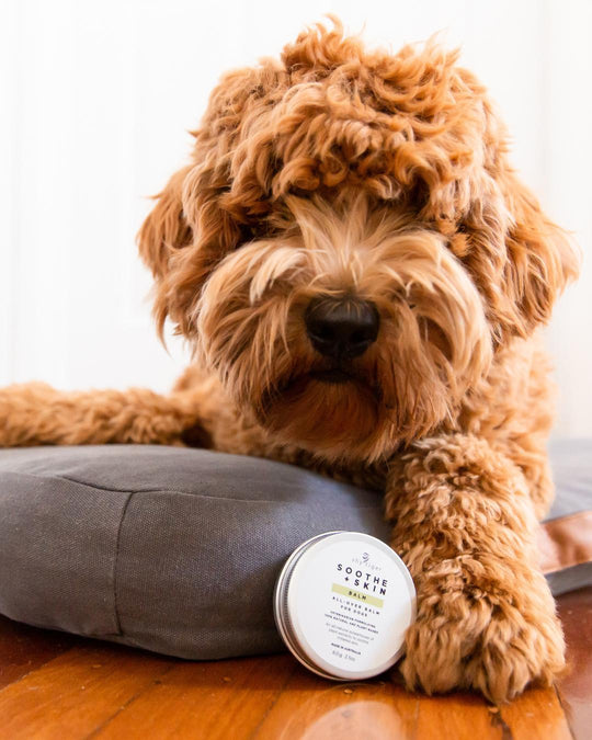 100% Natural Skin Balm for Dogs, Vet-formulated and Made in Australia by Shy Tiger