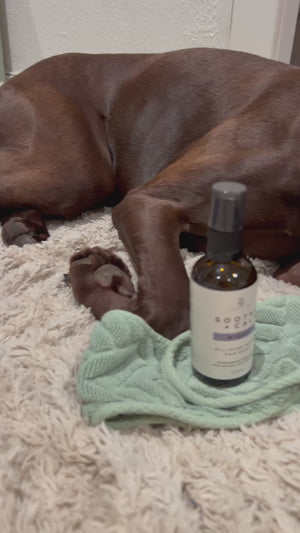 Soothe + Calm Night Stress Serum for Dogs