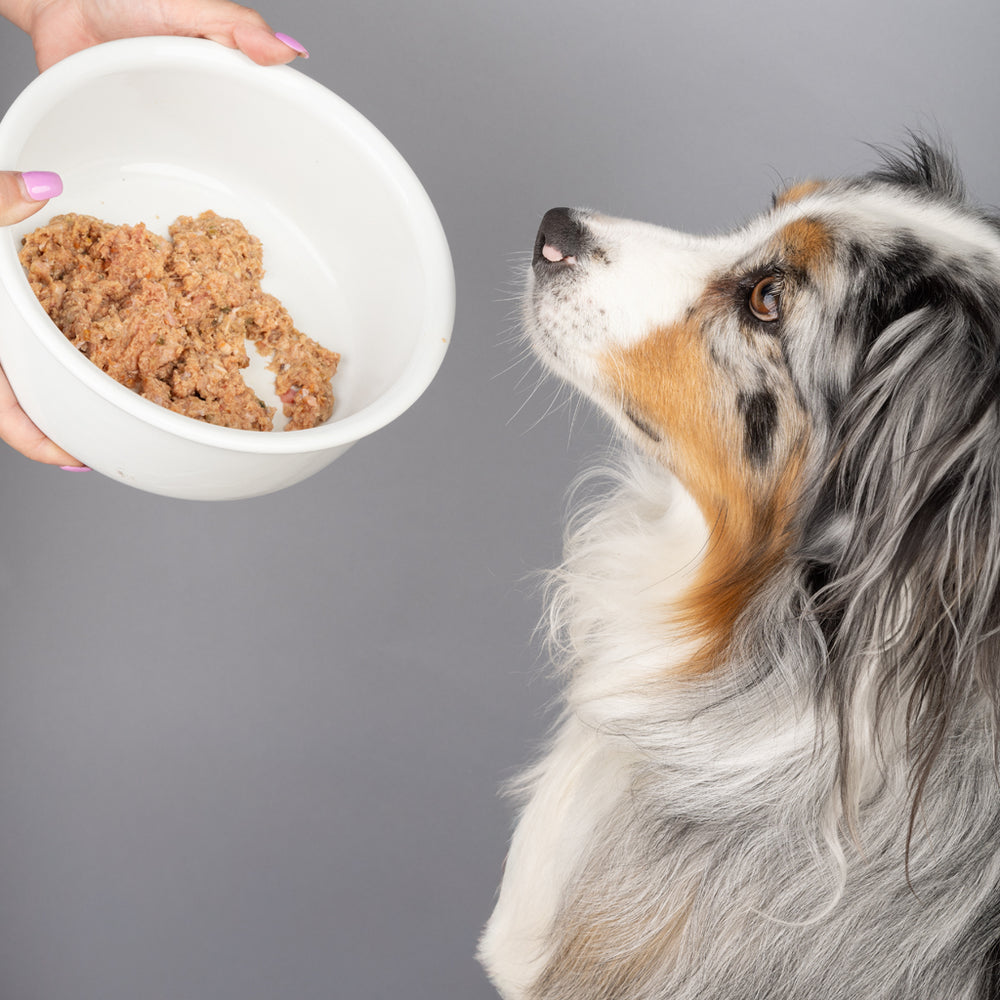 Stress Supplement for dogs, Vet formulated with Natural Ingredients to add to food by Shy Tiger