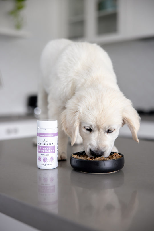 Day Calm Bundle For Dogs