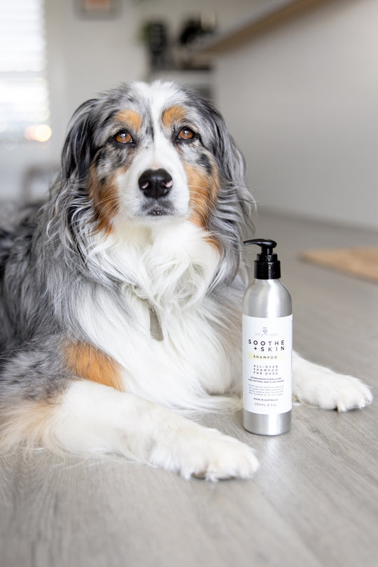 Vet-formulated, Natural Liquid Shampoo for Dogs, Made in Australia by Shy Tiger